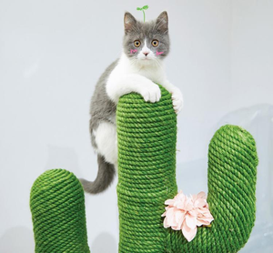 Super Cute New Cactus Best Cat Climbing Tree