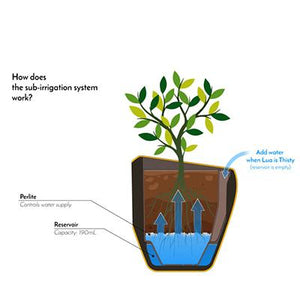 The Best Smart Planter Pot with Emotions - DreamTreeTech - High Quality Technology Products at Unbeatable Prices